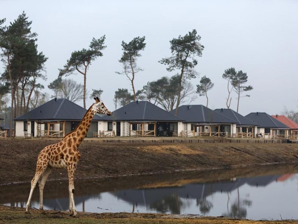 Heuvel Afbouw - Project - Safari Resort Beekse Bergen