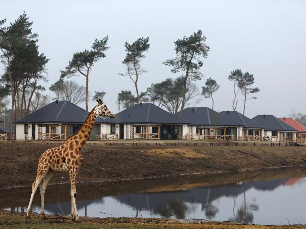 Heuvel Afbouw - Project - Safari Resort Beekse Bergen